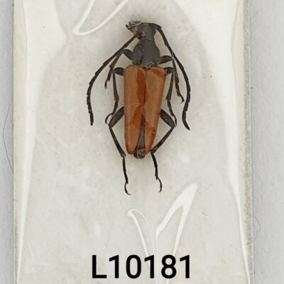 Cerambycidae, Stictoleptura tonsa, male, A1, Georgia