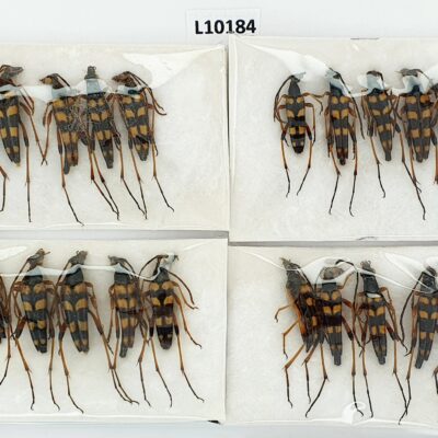 Cerambycidae, Strangalia attenuata, 20ex., A1, Ukraine