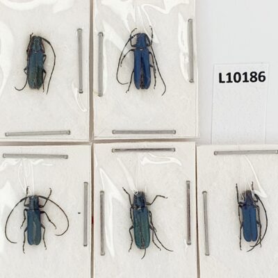 Cerambycidae, Agapanthia violacea, 5ex., A1, Ukraine