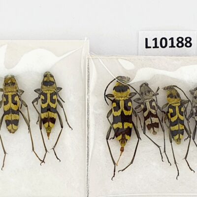 Cerambycidae, Chlorophorus varius, 10ex., A1, Ukraine