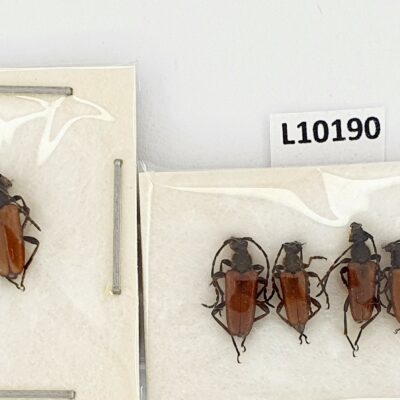 Cerambycidae, Stictoleptura maculicornis, 5ex., A1, Ukraine