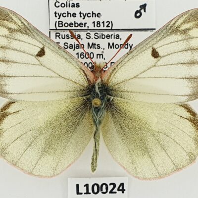 Pieridae, Colias tyche tyche, male, A1, Russia