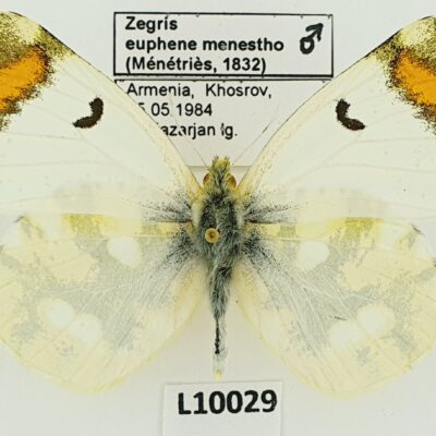 Pieridae, Zegris eupheme menestho, male, A1+, Armenia