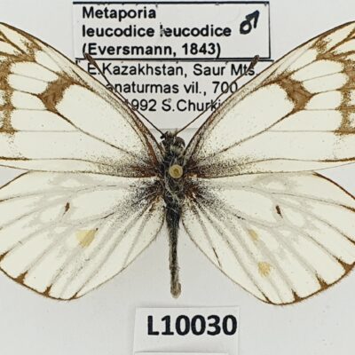 Pieridae, Metaporia leucodice leucodice, male, A1-, Kazakhstan