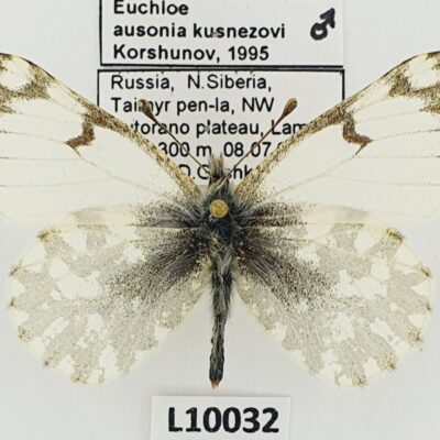 Pieridae, Euchloe ausonia kusnezovi, male, A1, Russia