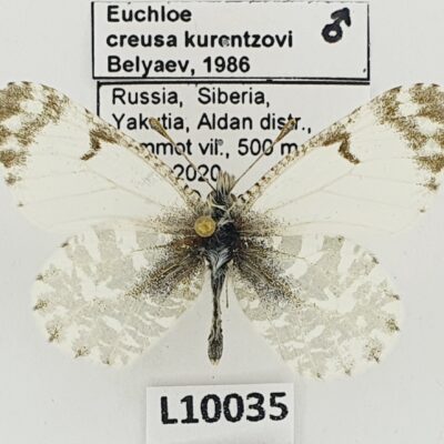 Pieridae, Euchloe creusa kurentzovi, male, A1/A1-, Russia