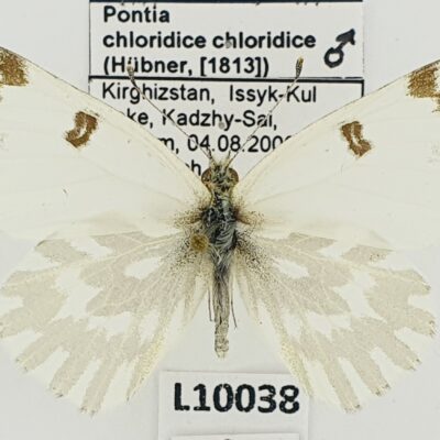 Pieridae, Pontia chloridice chloridice, male, A1, Kyrgyzstan