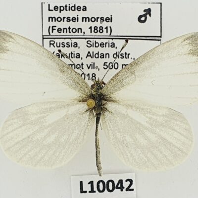 Pieridae, Leptidea morsei morsei, male, A1, Russia