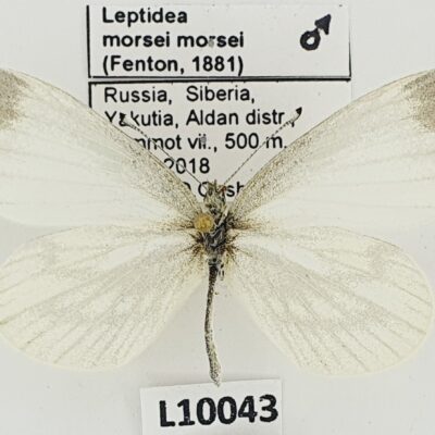 Pieridae, Leptidea morsei morsei, male, A1/A1-, Russia