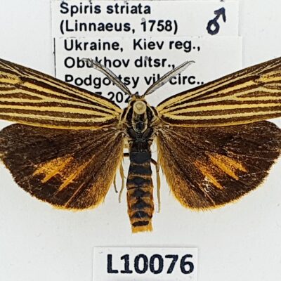 Erebidae, Arctiinae, Spiris striata, male, A1/A1-, Ukraine
