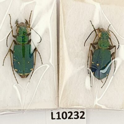 Carabidae, Cicindela georgiensis, pair, A1, Georgia