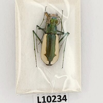 Carabidae, Salpingophora helferi, A1, Iran