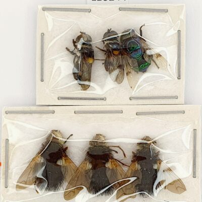 Diptera spp., 6ex., A1, Peru