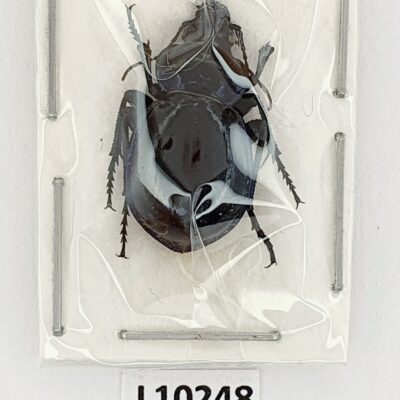 Carabidae, Callisthenes breviusculus pumicatum, A2, Iran
