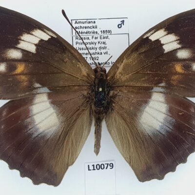 Nymphalidae, Mimathyma schrenckii, male, A-, Russia