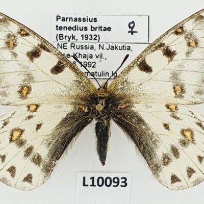 Parnassius tenedius britae, female, A2-, Russia, N.Jakutia