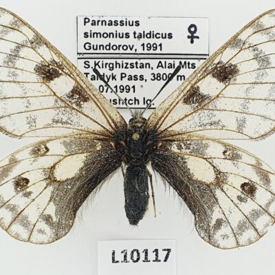 Parnassius simonius taldicus, female, B, Kyrgyzstan