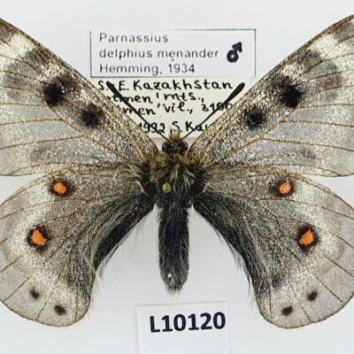 Parnassius delphius menander, male, A1/A1-, Kazakhstan FORM STYX