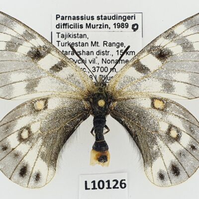 Parnassius staudingeri difficilis, female, A2-/B, Tajikistan