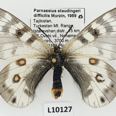 Parnassius staudingeri difficilis, female, B, Tajikistan