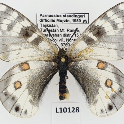 Parnassius staudingeri difficilis, female, B, Tajikistan