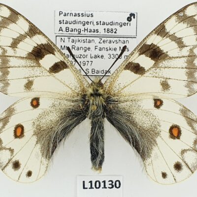 Parnassius staudingeri staudingeri, male, A1/A1-, Tajikistan