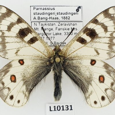 Parnassius staudingeri staudingeri, male, A1/A1-, Tajikistan