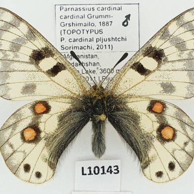 Parnassius cardinal cardinal, male, A2-/B, Afghanistan, TOPOTYPUS ssp.pljushtchi