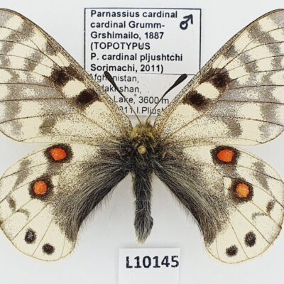 Parnassius cardinal cardinal, male, B, Afghanistan, TOPOTYPUS ssp. pljushtchi