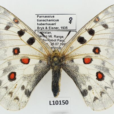 Parnassius tianschanicus haberhaueri, female, A1-, Tajikistan