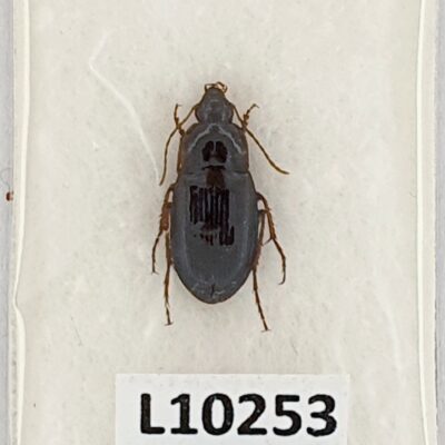 Carabidae, Calathus (Neocalathus) ambiguus, A1, Georgia