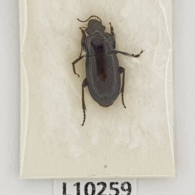 Carabidae, Harpalus distinguendus, A1, Georgia