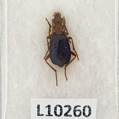 Carabidae, Brachinus crepitans, A1, Georgia