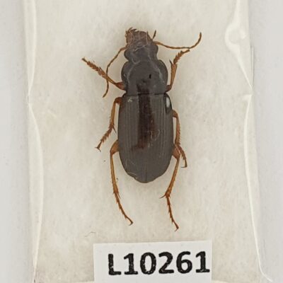 Carabidae, Harpalus rufipes, A1, Georgia