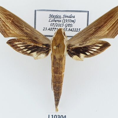 Sphingidae, Xylophanes tersa, male, A2-, Mexico