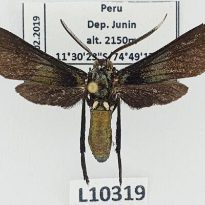 Erebidae, Arctiinae sp., A1-/A2-, Peru, L10319