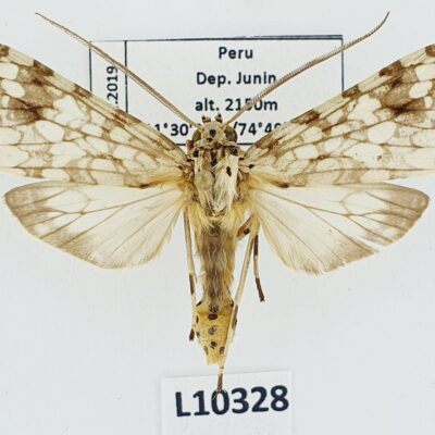 Erebidae, Arctiinae, Carales astur, A1-/A2-, Peru