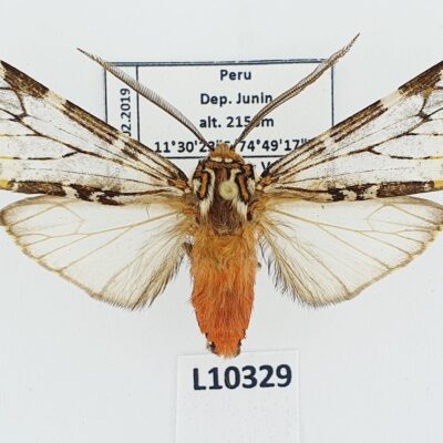Erebidae, Arctiinae, Praeamastus fulvizonata, male, A1, Peru