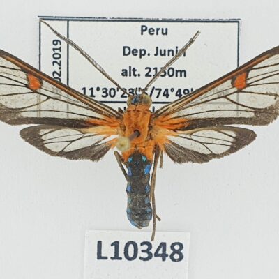 Erebidae, Arctiinae, Lepidoneiva teuthras, A2, Peru