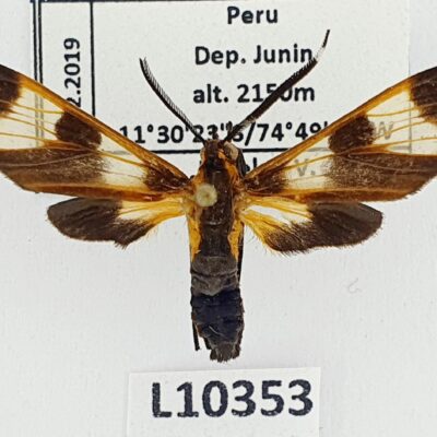 Erebidae, Arctiinae, Dycladia lucetius, A1-, Peru
