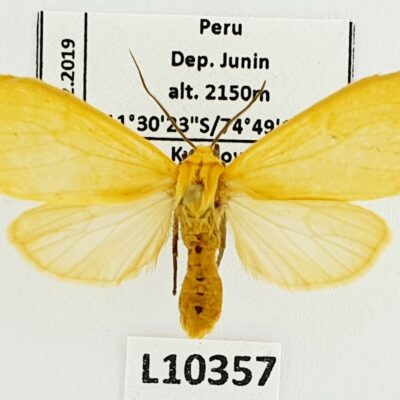 Erebidae, Arctiinae, Pareuchaetes aurata?, A1, Peru