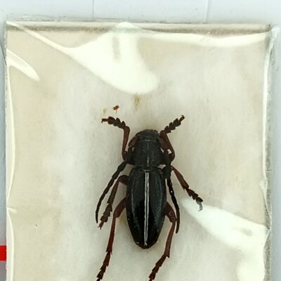 Cerambycidae, Dorcadion sulcipenne paki, male, A1, Georgia, PARATYPUS