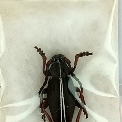 Cerambycidae, Dorcadion sulcipenne plyushchi, male, A-, Georgia, PARATYPUS