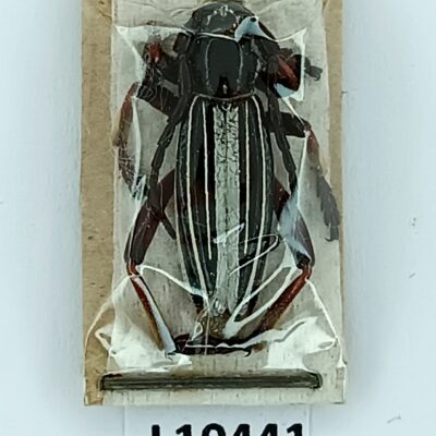 Cerambycidae, Dorcadion politum?, male, A1, Kazakhstan