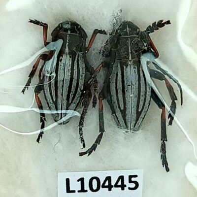 Cerambycidae, Dorcadion semenovi semenovi, pair, A1, Kazakhstan