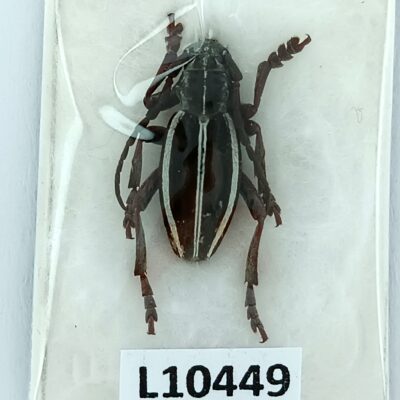 Cerambycidae, Dorcadion cingulatum, male, A1, Iran