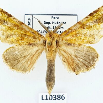 Notodontidae sp., male, A2-/B, Peru