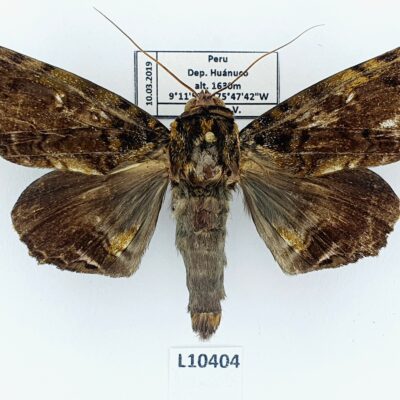 Lepidoptera sp., A2-, Peru, L10404