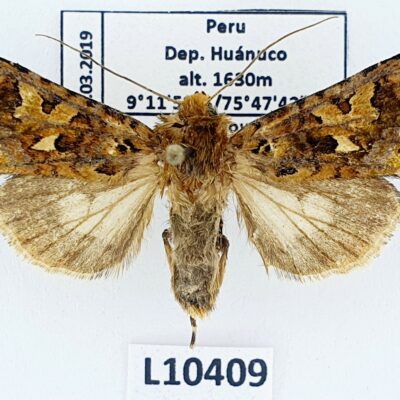 Noctuidae sp.?, A2, Peru, L10409