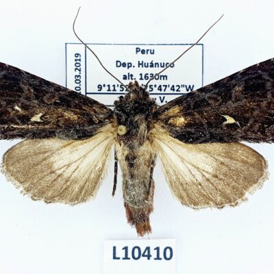 Noctuidae sp.?, A1-, Peru, L10410